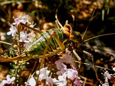 Grasshopper forest nature photo