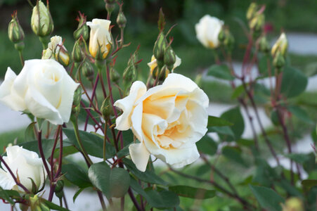 11 Rose photo