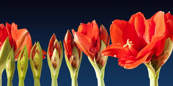 Sequence amaryllis flower photo