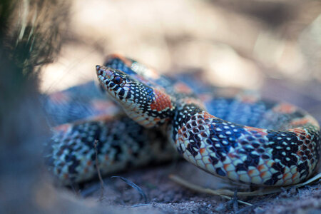 Long-nosed Snake-3