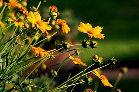 Long leaning garden