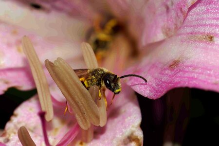 Animal arthropod beautiful flowers