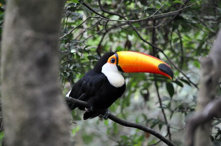 Tropical animals birds rainforest