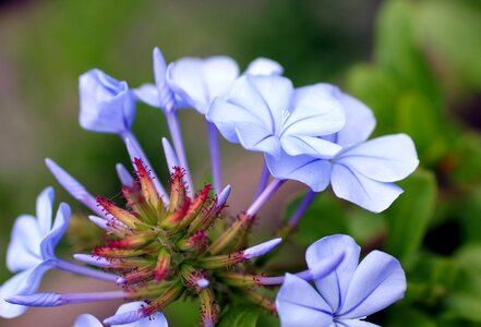 Blue bloom flower