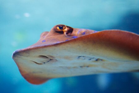 Colorful diving fish photo