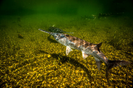 Paddlefish-4