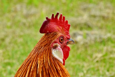 Animal beak countryside photo