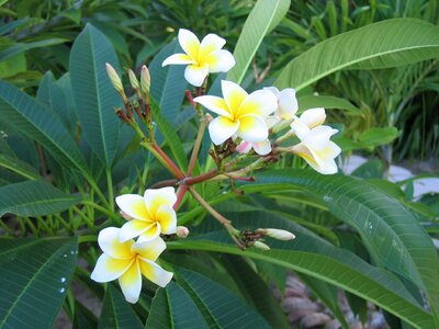 Bloom flower yellow photo