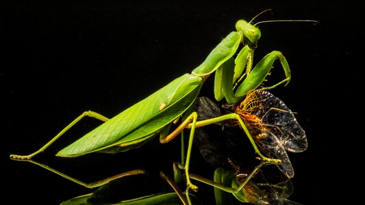 Dragonfly eat close up photo