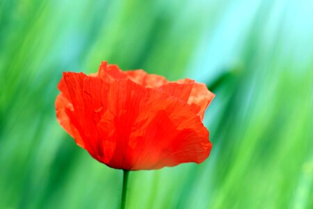 Beautiful Flowers bloom blooming