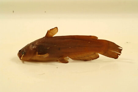 Ameiurus natalis-1