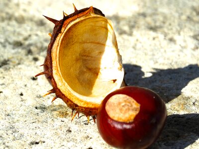 Exposed brown reddish