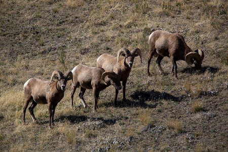 Bachelor group of rams walk a hillside-2