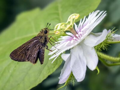 Animal arthropod beautiful
