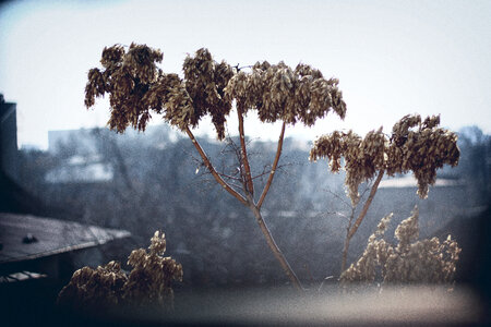 Winter Tree photo