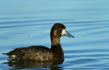 Aquatic Bird Aythya marila bird