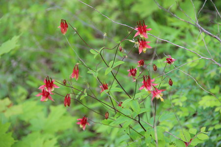 Wild Flowers photo