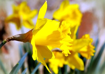 Beautiful Photo bloom daffodil photo