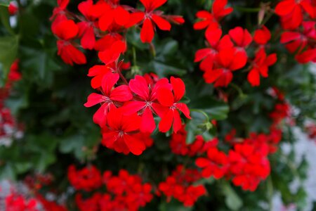 Bloom flower flora