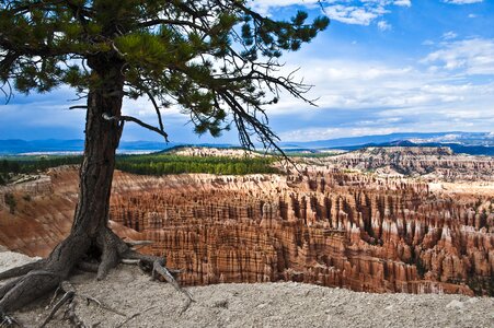 National park tree root