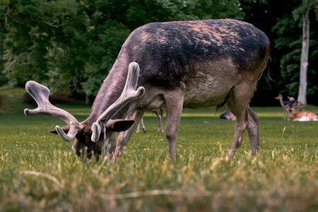 Young deer in the forest photo