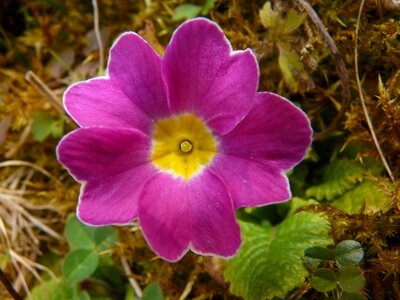 Primrose primula schaftlose schlüsselblume photo