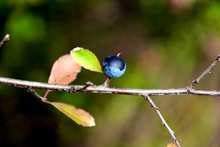 Beautiful Photo berry blueberry
