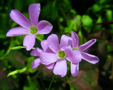 Green petal petals photo