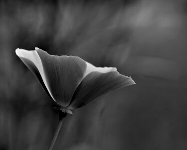 Black nature beautiful