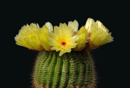 Parodia tenuicylindrica cactaceae shoots