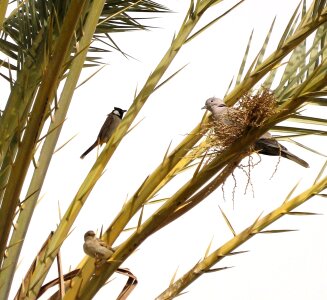 Tree date palm branch photo