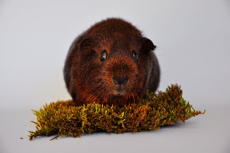 Young animal small animals pet