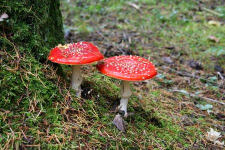 Mushroom germany's most picturesque bathing eifel area