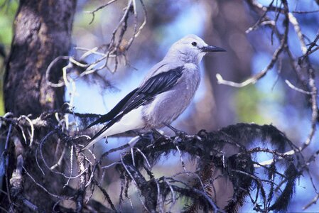 Animal bird Hesperiphona vespertina