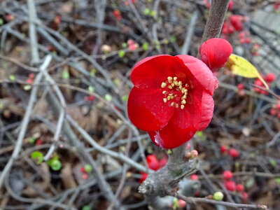 wild flowers