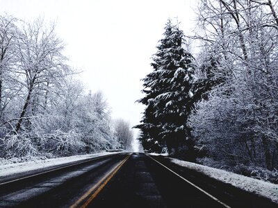 Winter trees forest photo