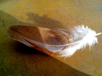 Bird feather 