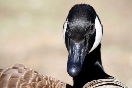 Animal bird goose photo