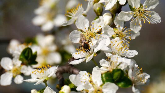Spring sunshine bees photo