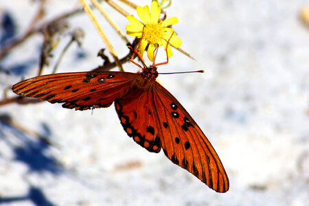 Gulf Fritillary at Bon Secour NWR photo