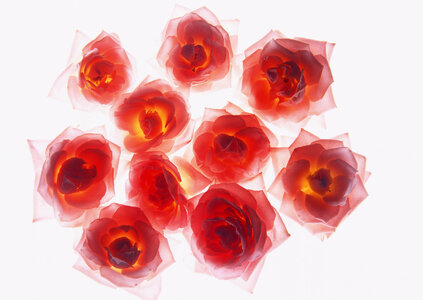 Red roses as a background photo