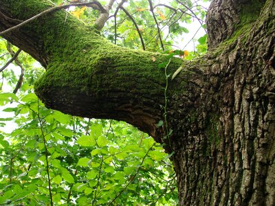 Tree moss branch