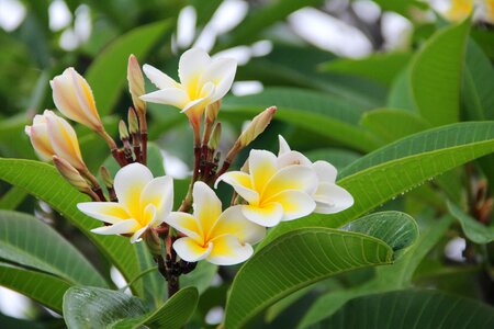 Bloom flower nature