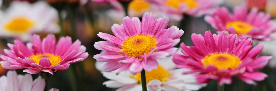 Beautiful beautiful flowers bloom