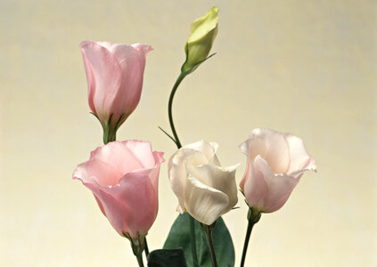 Eustoma flowers isolated on grey