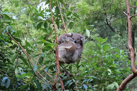 Koala australia animals photo