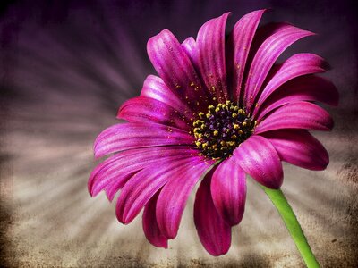 Macro nature garden flower