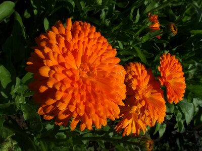 Orange blossom bloom photo