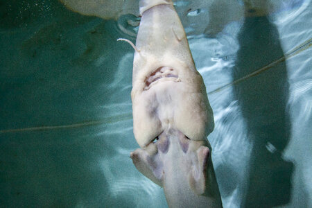 Pallid sturgeon-1 photo