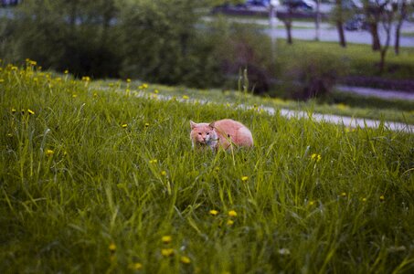 Meadow hill hides